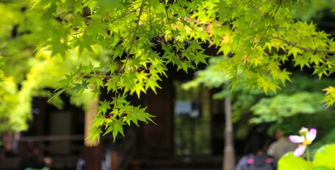 新绿、青红叶巡游