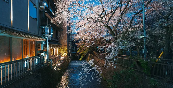 祗园白川的夜樱灯火游园活动