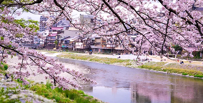 鸭川沿岸的樱花街道树