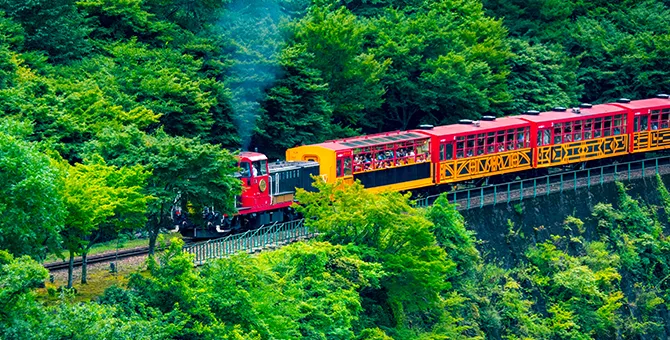 沿着岚山嵯峨野观光小火车游览，欣赏沿途的葱郁景色。