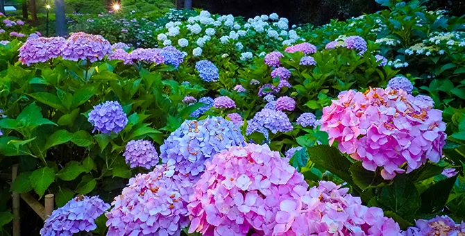 京都洛南的绣球花巡游
